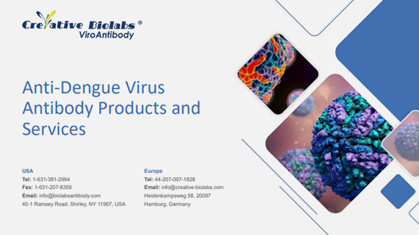 Anti-Dengue-Virus-Antibody-Products-and-Services.jpg